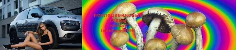 купить   Переславль-Залесский  Галлюциногенные грибы Psilocybine cubensis 